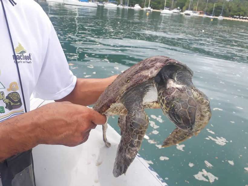 Operação retira 170 kg de lixo e tartaruga rara morta do mar de Ilhabela