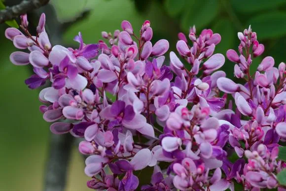 Primavera começa nesta quinta-feira. Veja como ficam as temperaturas no Espírito Santo!