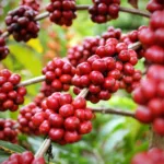 Safra de café no Espírito Santo deve atingir 17,1 milhões de sacas em 2025, aponta Conab