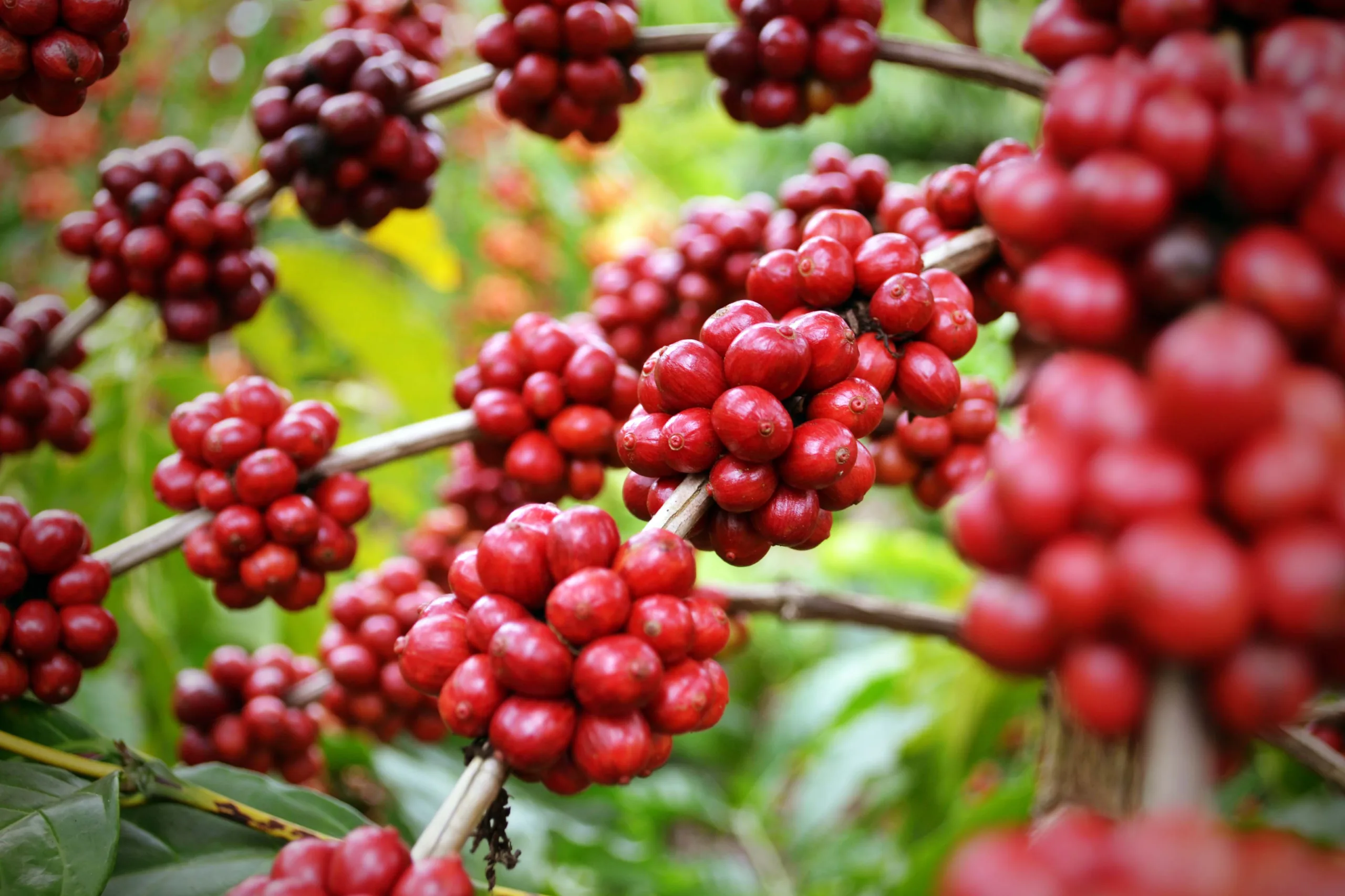 Produção de café beneficiado deve cair 8,16% este ano