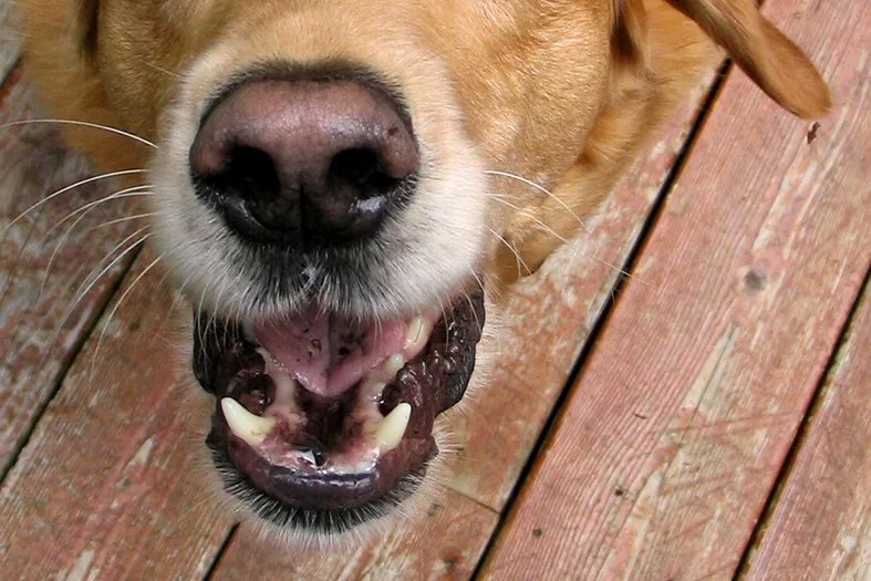 Polícia investiga suspeita de envenenamento de cães e gatos em Colatina