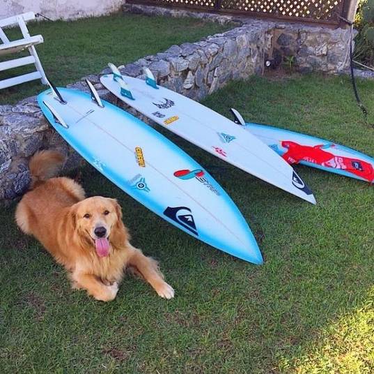 Cão 'praieiro' de surfista brasileiro faz sucesso na internet