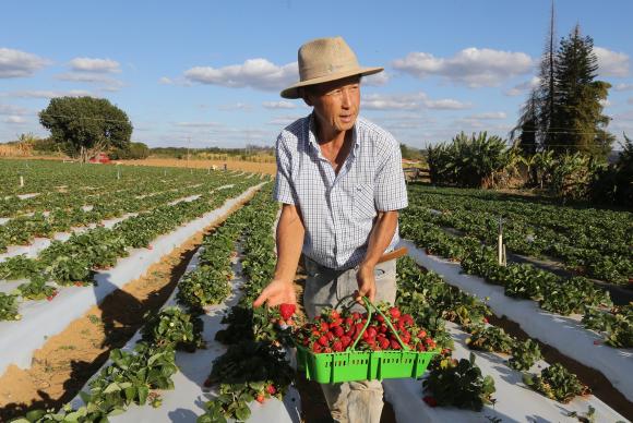 Governo divulga dados oficias da produção agropecuária no Brasil