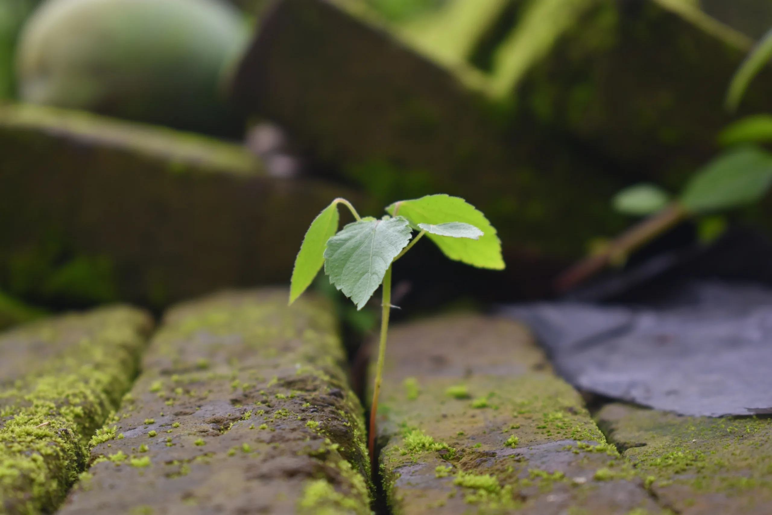 Educação ambiental e a importância para uma sociedade mais consciente