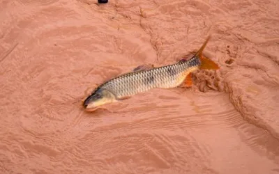 Duas toneladas de peixes mortos já foram recolhidas do Rio Doce após passagem da lama