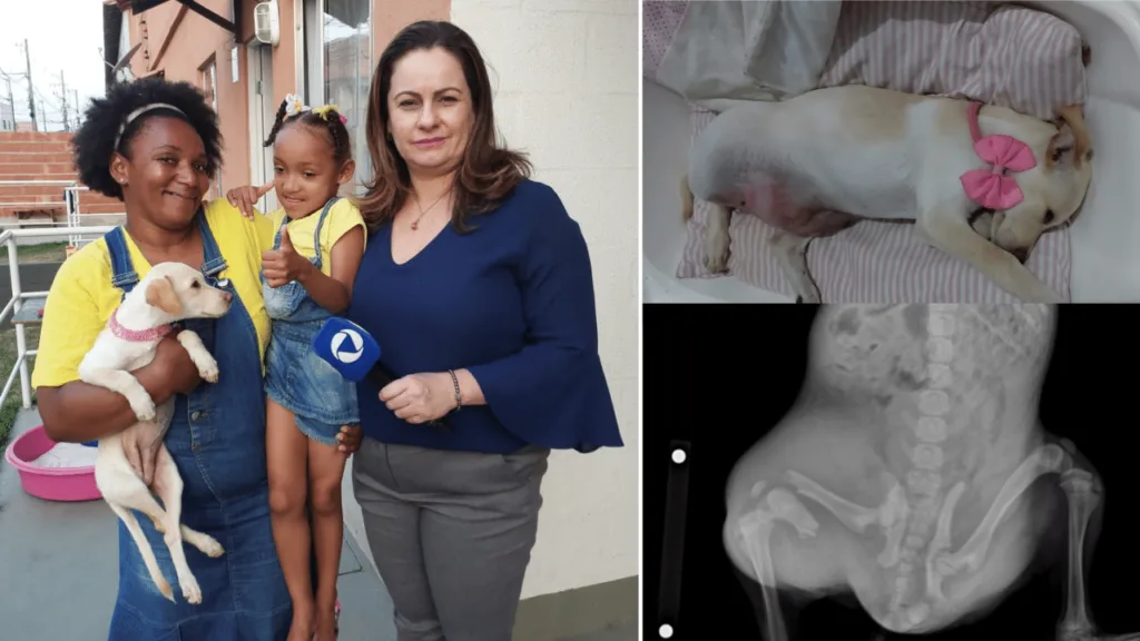 Sirlaine não tem dinheiro para pagar cirurgia da cachorrinha Kiara. 