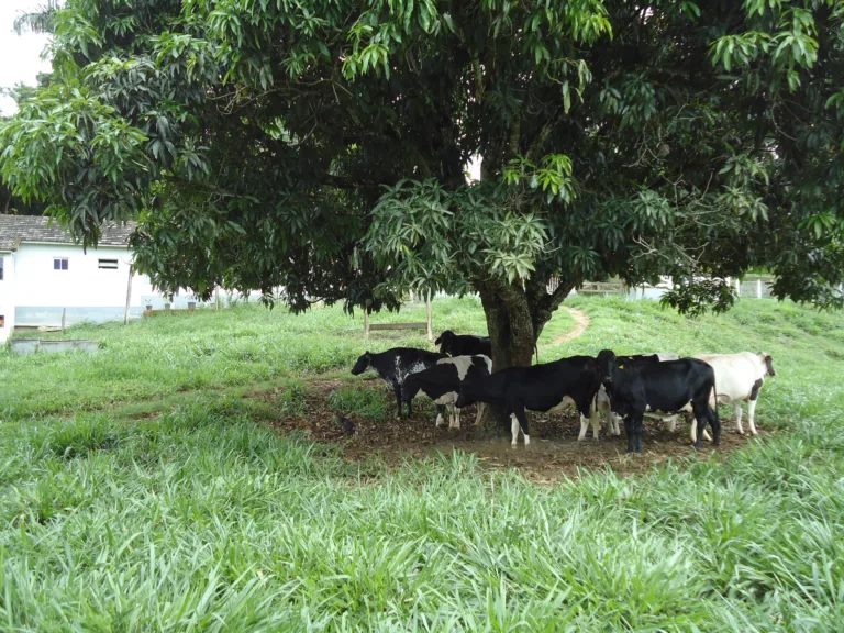 Cachoeiro pode decretar situação de emergência por causa da seca no campo