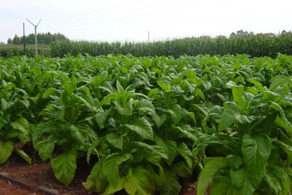 Políticas antifumo impactam cultura do tabaco no Brasil