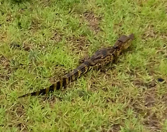 Filhote de jacaré é encontrado no meio da rua na Serra. Assista ao vídeo!