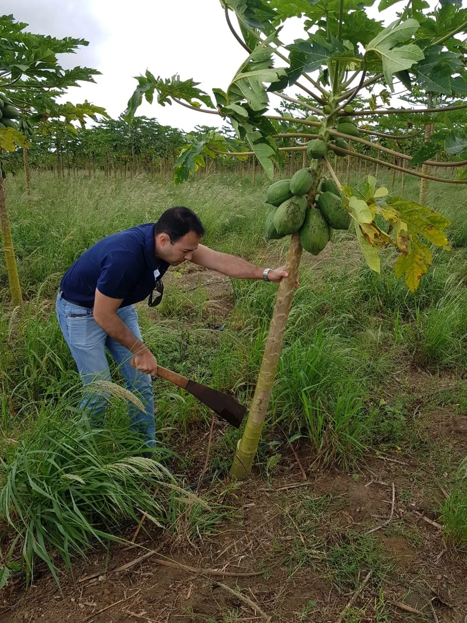 Idaf alerta para cuidados necessários nas lavouras de mamão