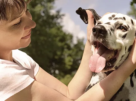 Bom para cachorro! Plataforma reúne capixabas que hospedam animais para donos viajarem