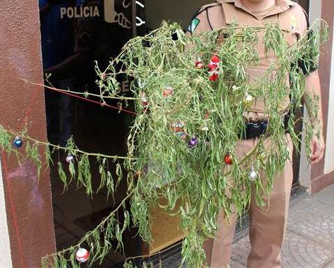 Homem monta árvore de Natal em pé de maconha e acaba preso no Paraná