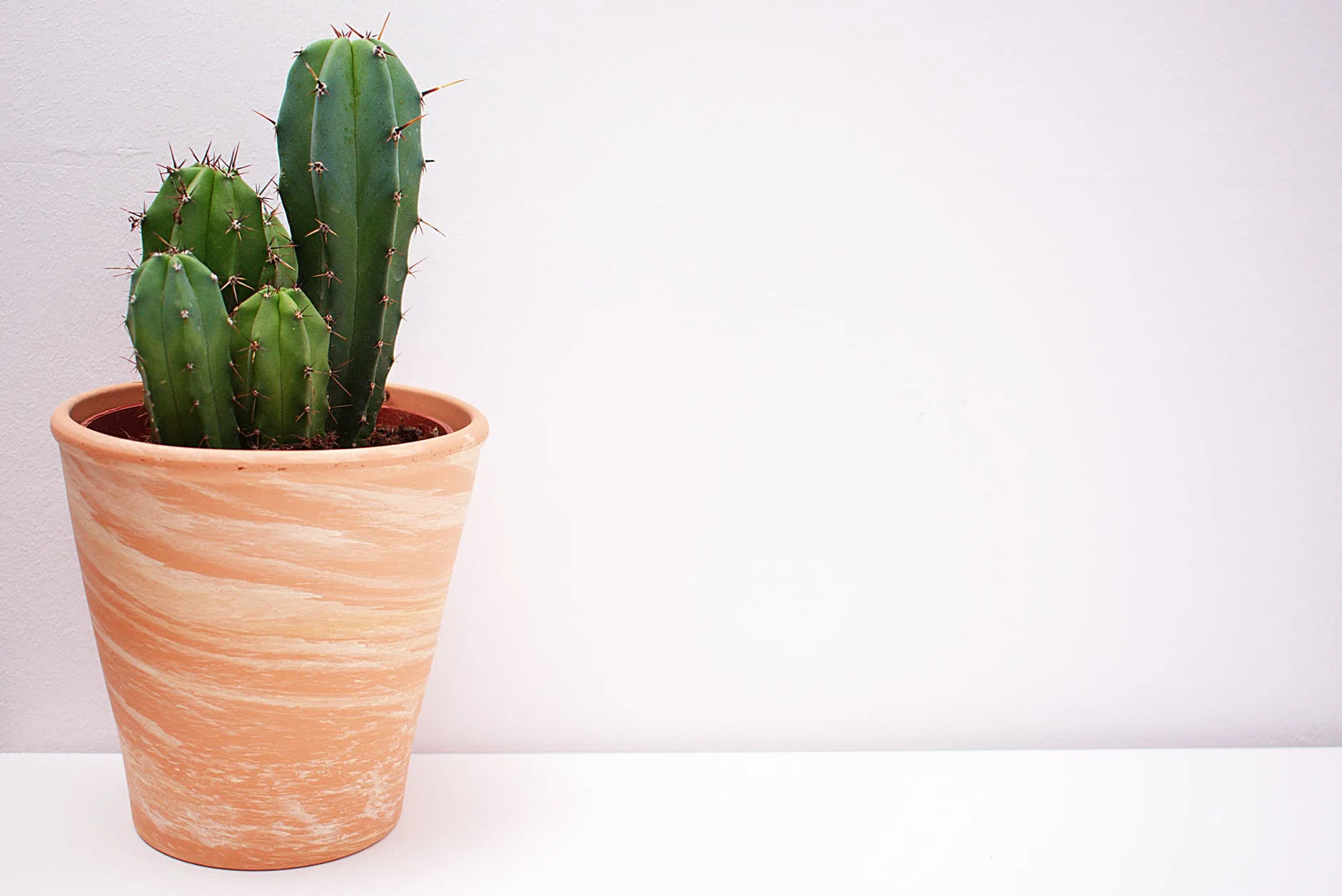 Plantas no ambiente de trabalho diminuem o estresse, aponta pesquisa