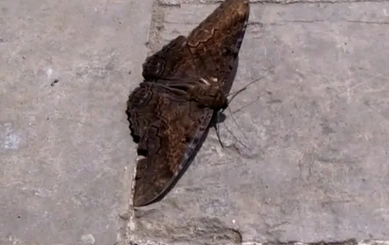 Quem viu? Mariposas 'bruxas' aumentam com a chegada do verão na Grande Vitória Quem viu? Mariposas 'bruxas' aumentam com a chegada do verão na Grande Vitória