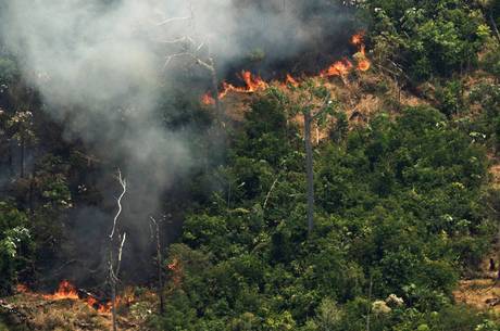 Amazônia tem quase 40% de extração de madeira ilegal, diz estudo