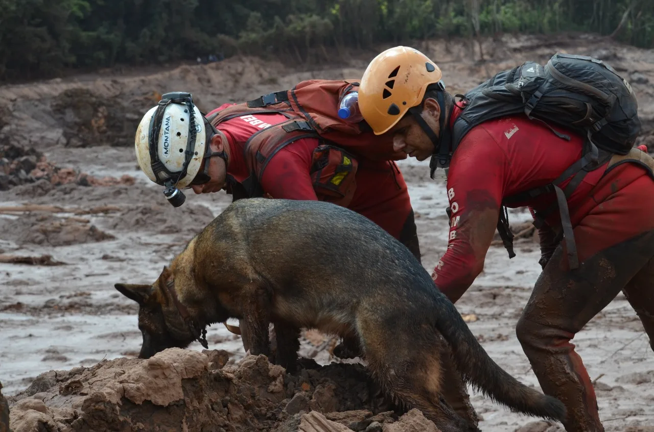 Vale monta estrutura para atender animais resgatados em Brumadinho