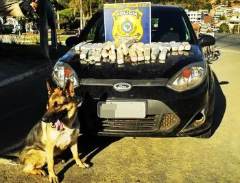 Cão encontra mais de 15kg de pasta base de cocaína dentro de veículo em Ibatiba, Sul do Estado