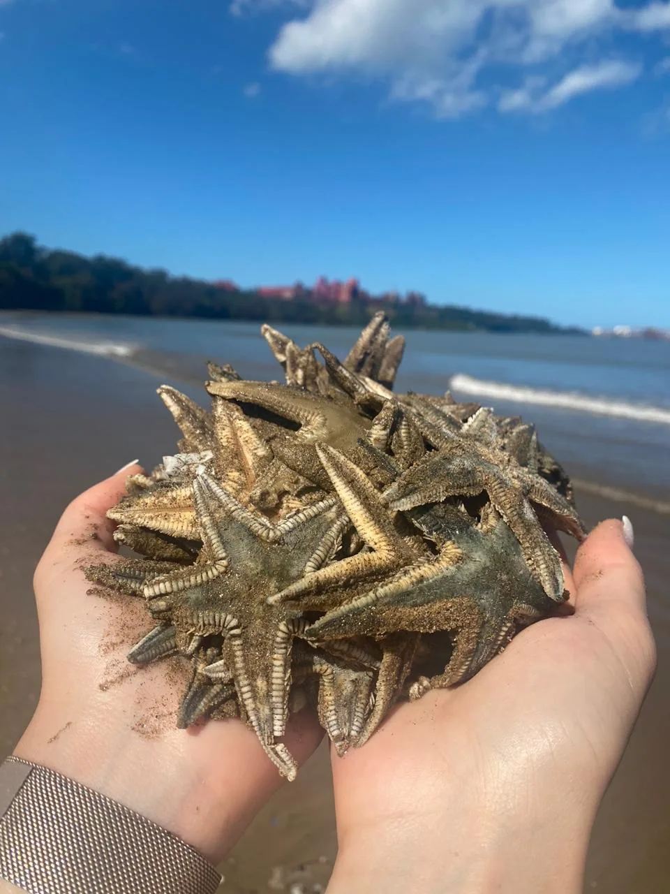 Estrelas-do-mar são encontradas mortas na orla da Praia de Camburi