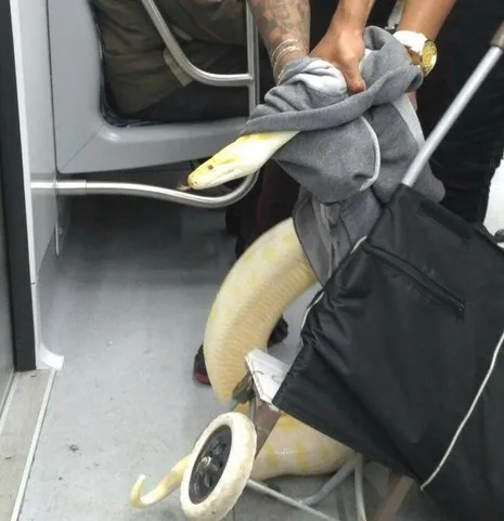 Cobra em vagão de metrô assusta passageiros em São Paulo