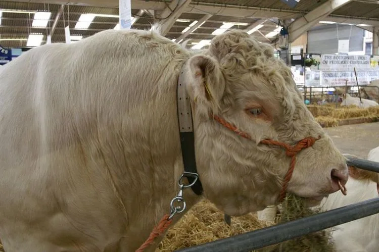 Touro será abatido por não se sentir atraído por vacas