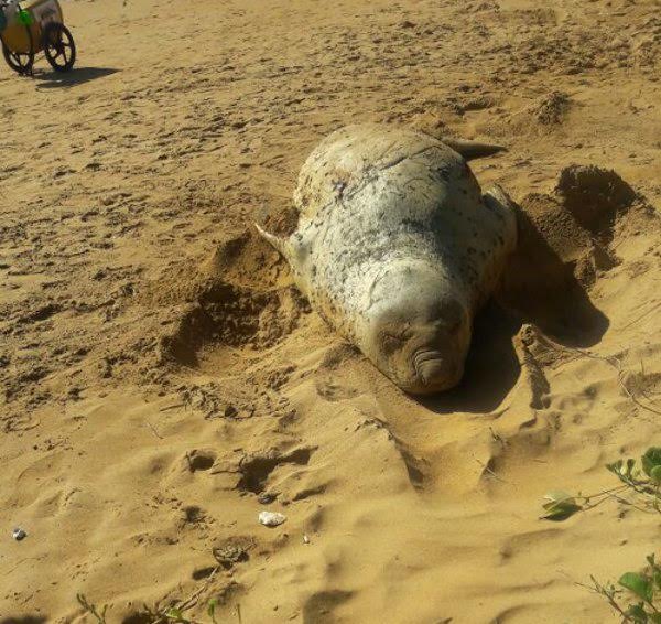 Elefante marinho 'Fred' aparece em praia da Serra e encanta capixabas