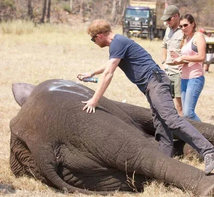 Príncipe Harry ajuda a salvar elefantes no Malawi