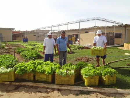 Internos participam do Programa Horta Solidária e doam hortaliças e legumes à orfanatos