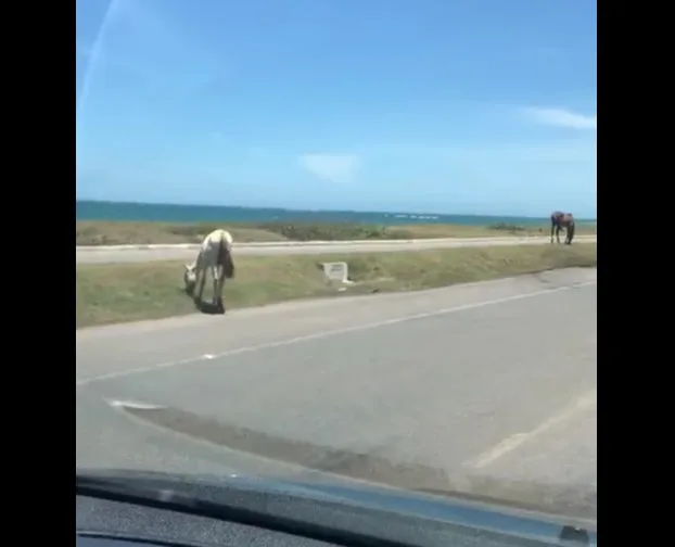 Em Guarapari, cavalos soltos trazem risco para quem trafega em via