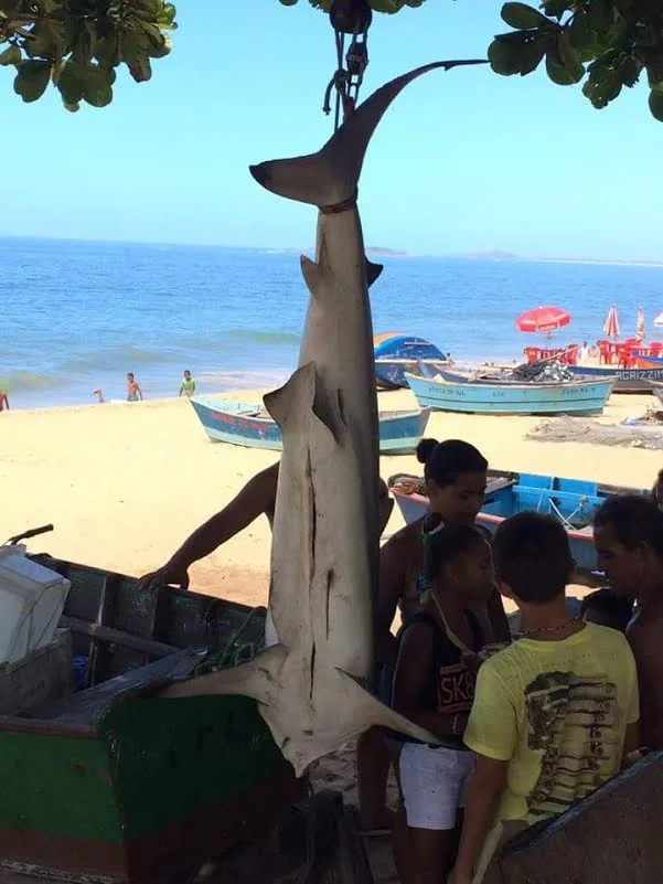 Pescadores esclarecem foto de tubarão em Vila Velha