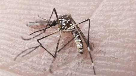 Infecção de 'Aedes' por bactéria tem avanços