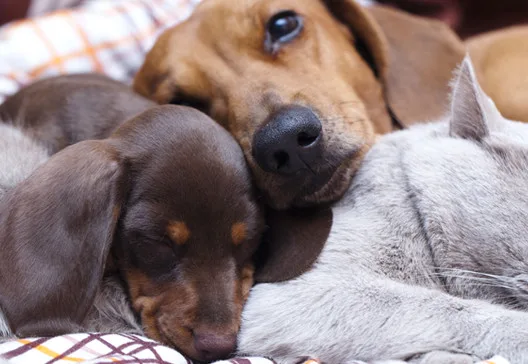 Acupuntura é alternativa para os cuidados com os animais de estimação