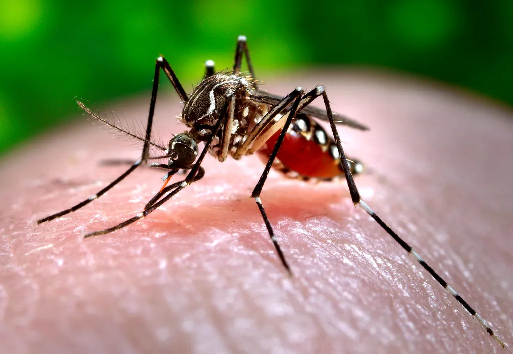 2006 Prof. Frank Hadley Collins, Dir., Cntr. for Global Health and Infectious Diseases, Univ. of Notre Dame This 2006 photograph depicted a female Aedes aegypti mosquito while she was in the process of acquiring a blood meal from her human host, who in this instance, was actually the biomedical photographer, James Gathany, here at the […]