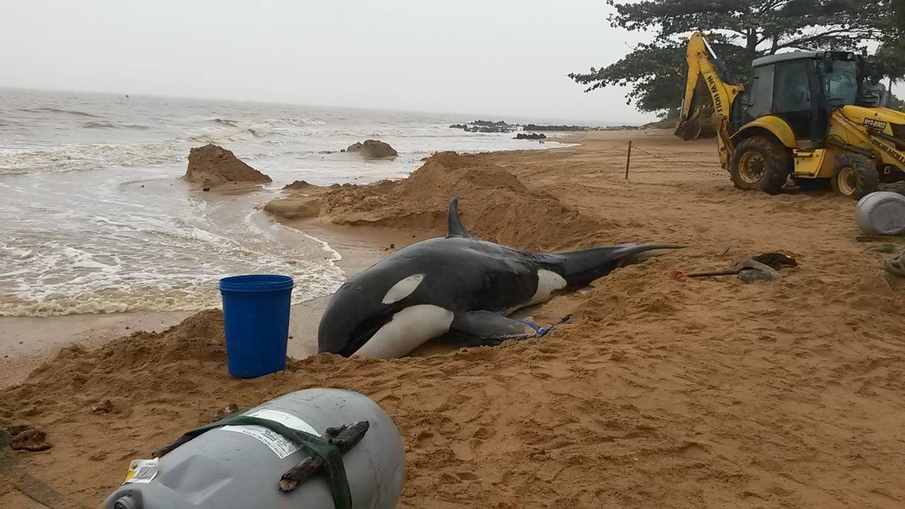 Morre baleia de duas toneladas que encalhou em praia de Anchieta