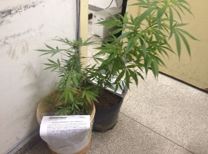 Ajudante de pedreiro é preso suspeito de cultivar pés de maconha em Cariacica