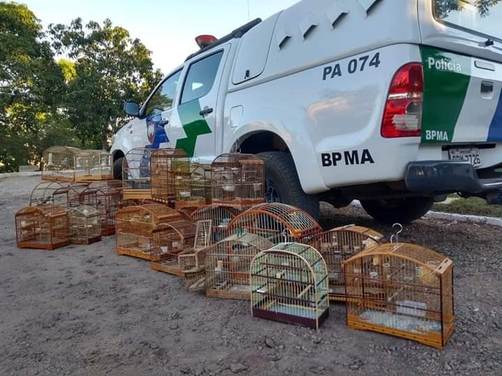 Polícia Ambiental apreende animais da fauna silvestre em cativeiro em residências de bairros de Colatina