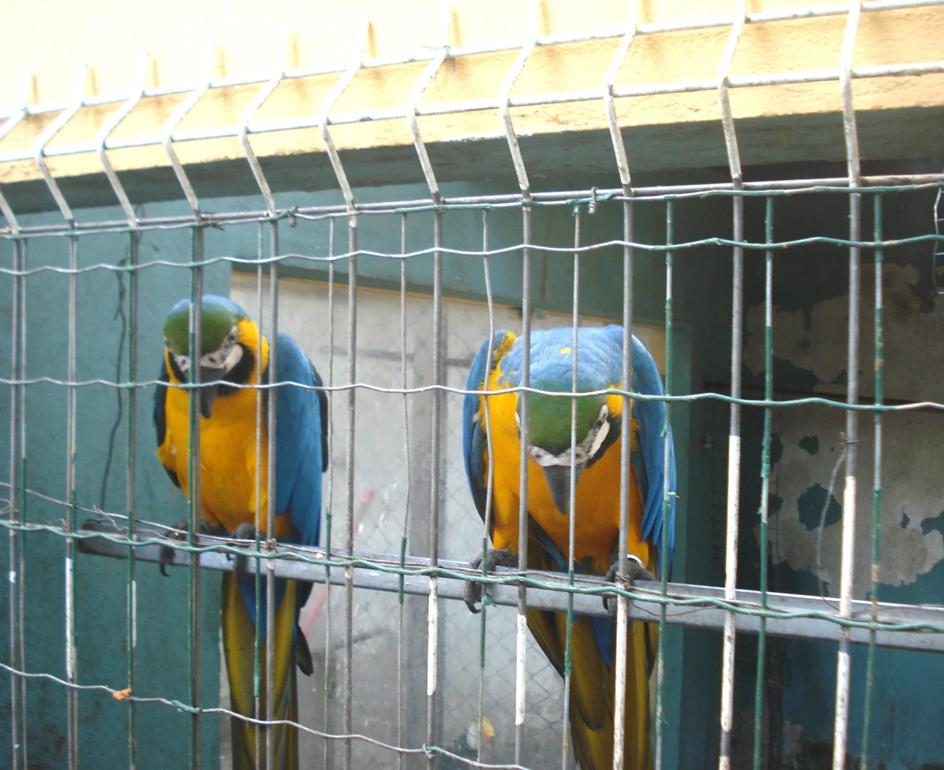 Aves com suspeitas de maus-tratos são apreendidas pela Polícia Ambiental em Guarapari