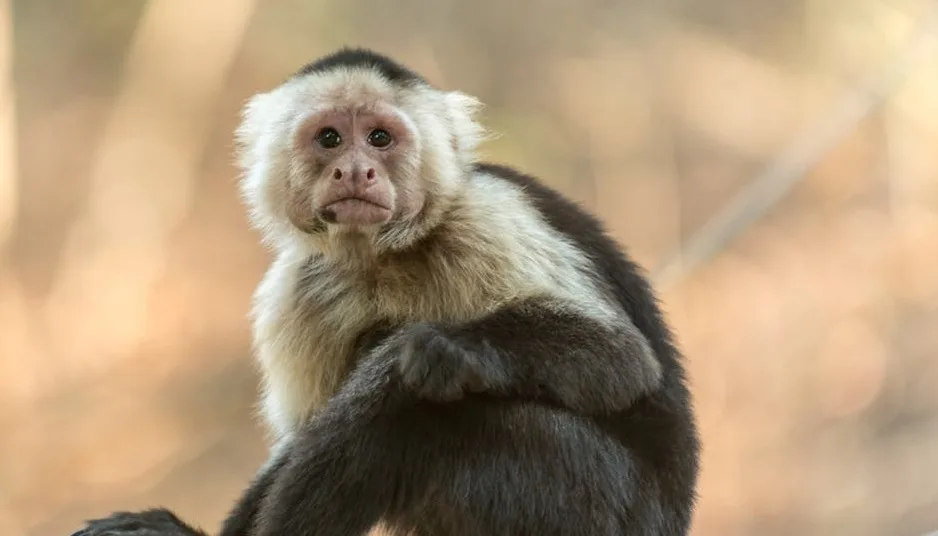 Cientistas chineses clonam macacos com técnica da ovelha Dolly