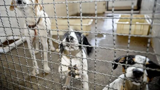 Senado deve votar aumento de pena para quem maltratar cães e gatos