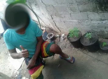 Homem posta foto com pés de maconha e é preso em Linhares