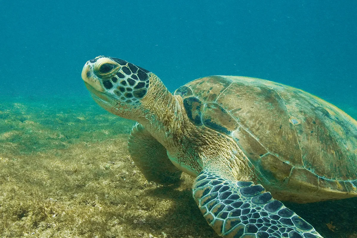 Pelo menos 50 tartarugas foram encontradas mortas na Grande Vitória neste ano