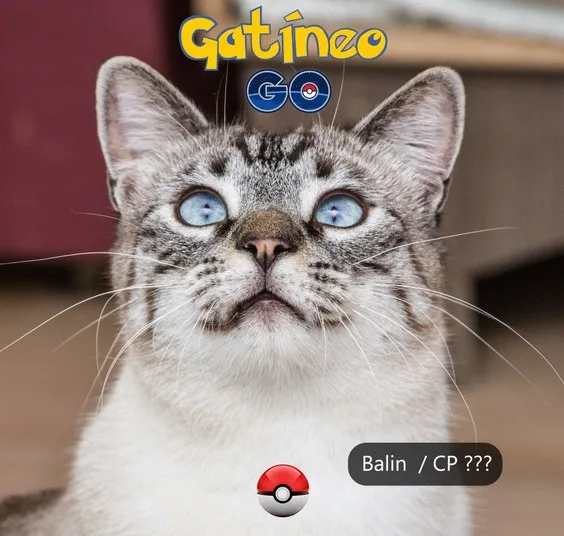 Gatíneo GO: Página aproveita febre de jogo para divulgar gatinhos precisando de lar