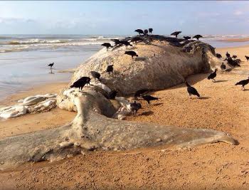 Jubarte de 20 toneladas encalha em praia do Norte do Estado