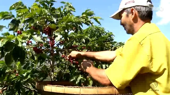 Conheça o lugar onde é produzido o melhor café do Estado e um dos melhores do Brasil