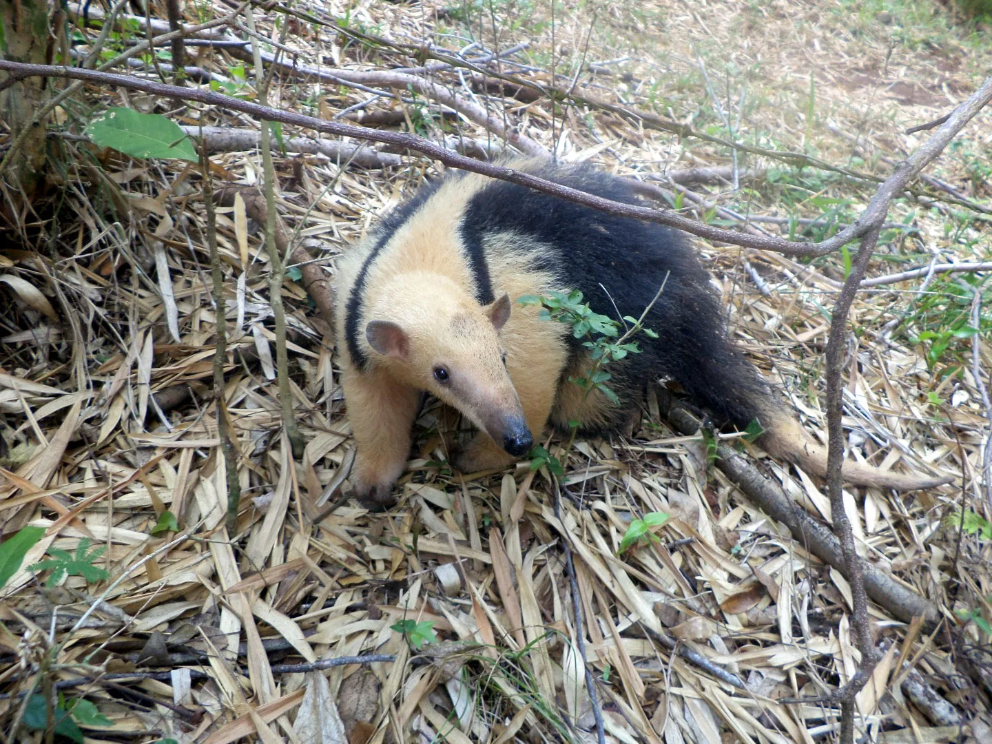 Aposentada encontra animal em extinção “estacionado” em sua garagem no Sul do ES