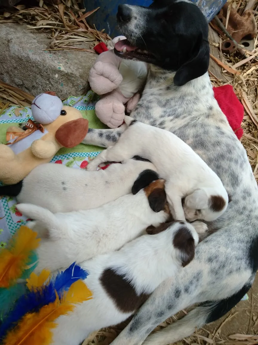 Evento de adoção na Praia da Costa reúne mais de 30 animais em busca de um lar