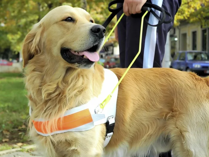 Espírito Santo recebe primeiro centro de Formação de Instrutores de Cães-Guia do Brasil