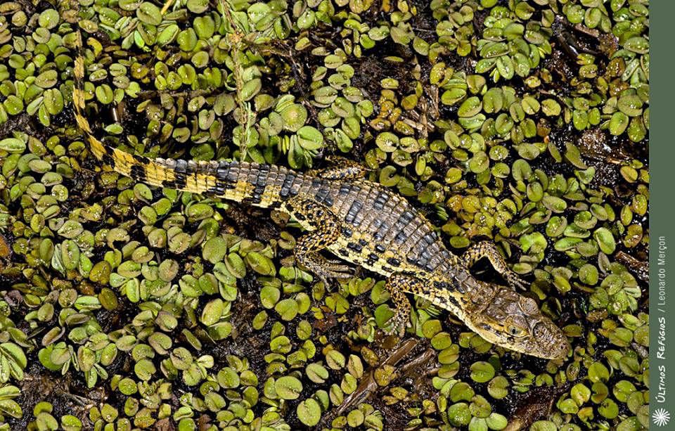 Com risco de ser extinta, maior população de jacaré-de-papo-amarelo do ES está na Serra