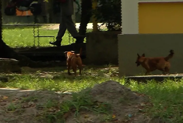 De novo! Estudante é mordida por cão na Ufes