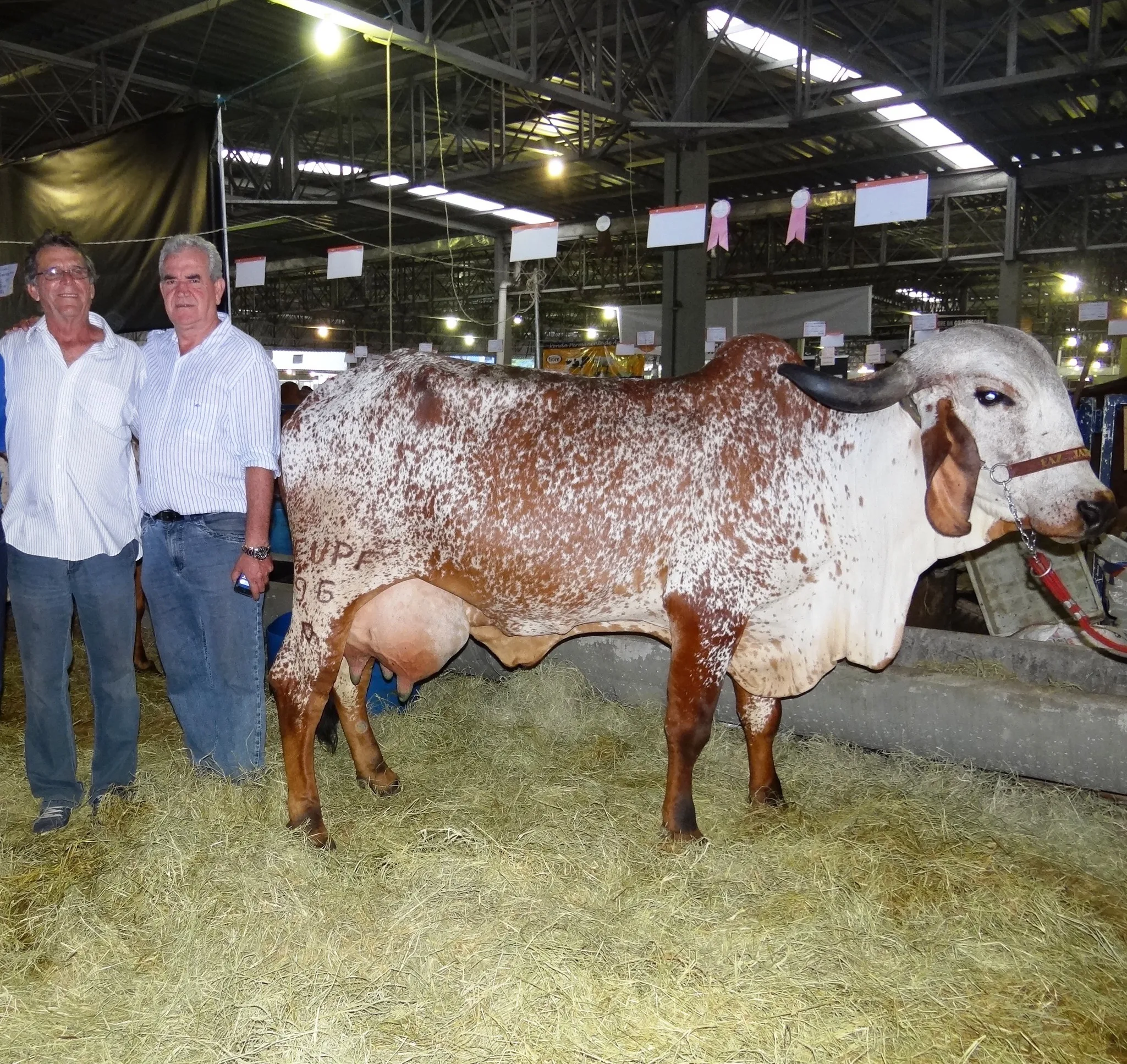 Seca provoca queda de 30% da produção leiteira do Espírito Santo