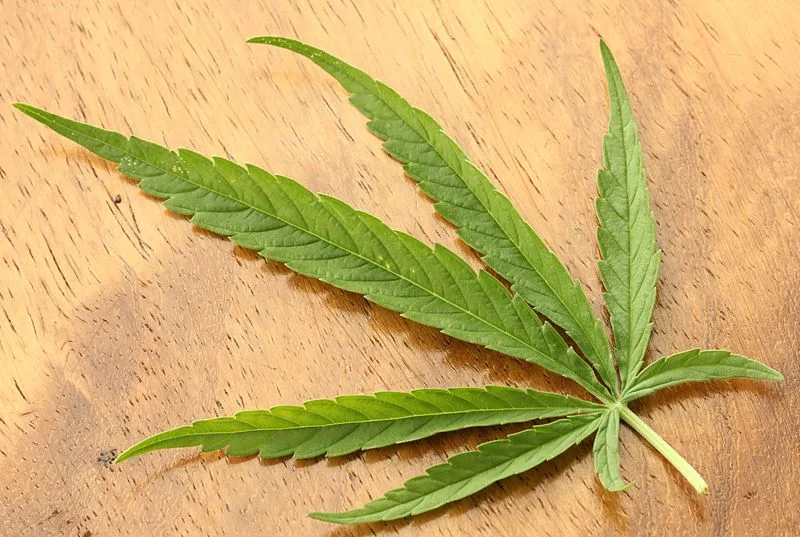 Resolução da Anvisa reconhece a maconha como planta medicinal